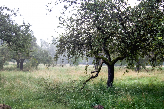 Nußloch - Brunnenfeld - Apfelbaum